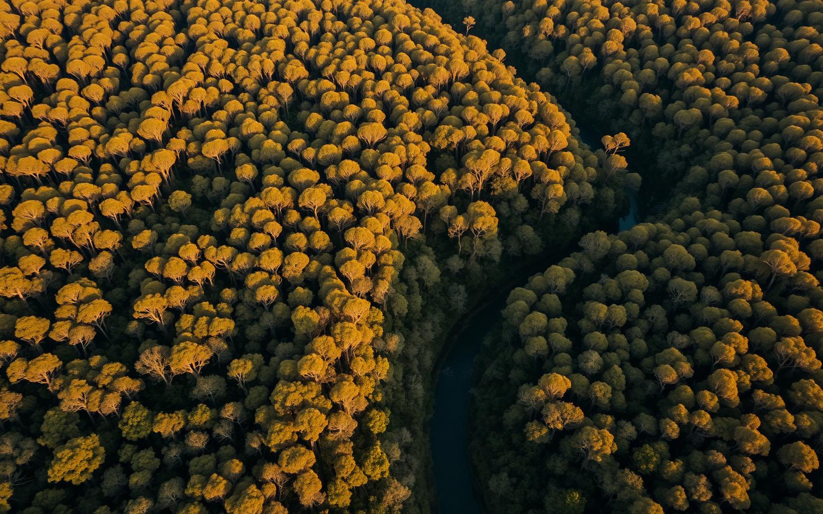 Aerial forest and river